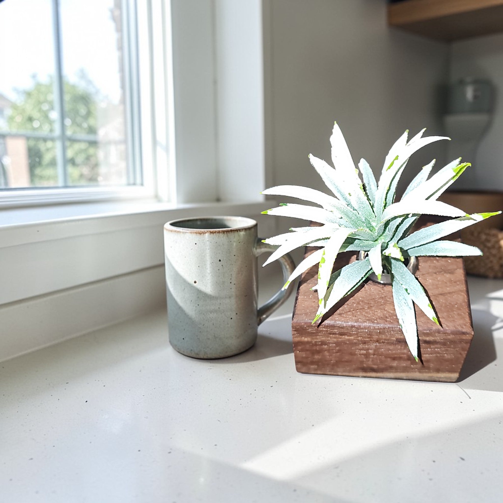 Close-up of sustainable wood propagation base with white-edged air plant