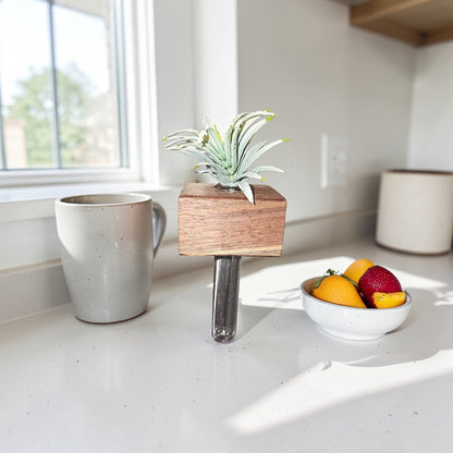 Eco-friendly wood propagation stand holding green air plant on counter